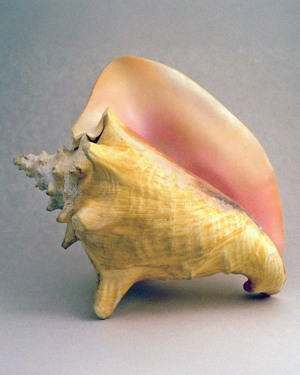 Rare Conch Shell