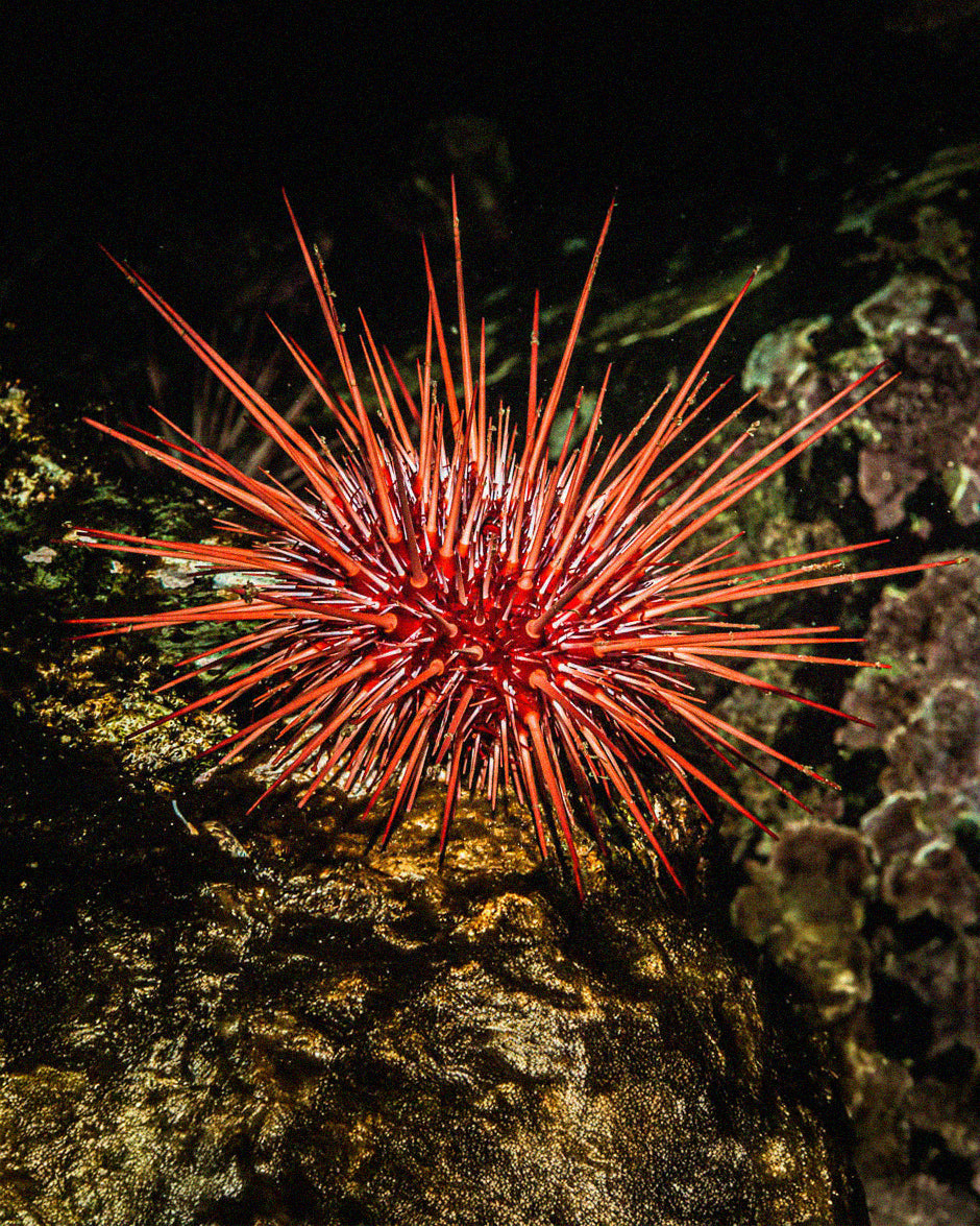 Rare Urchin
