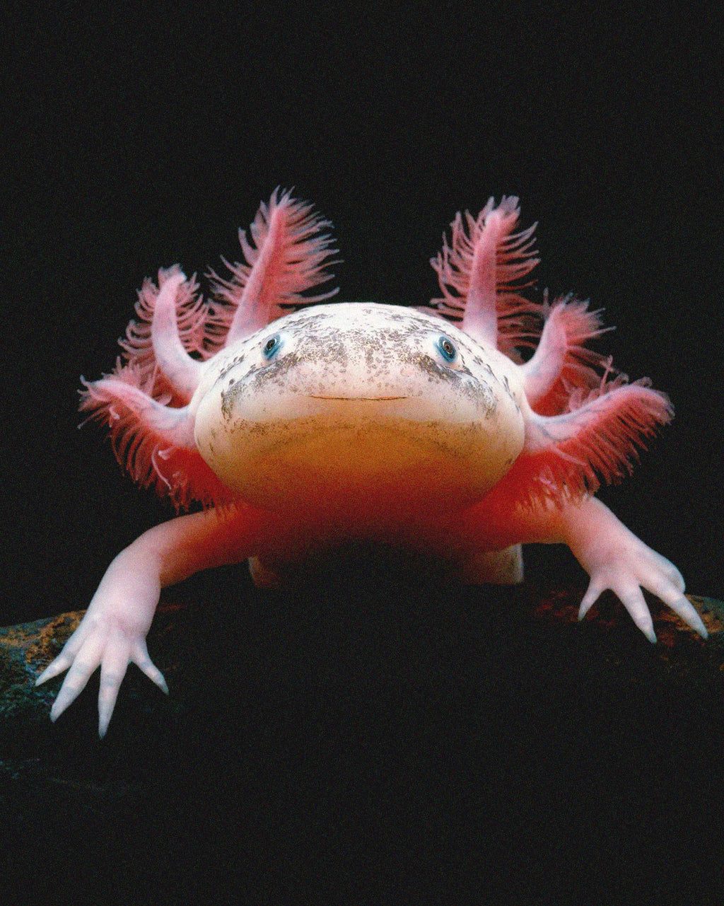 Rare  Axolotl