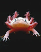 Rare  Axolotl